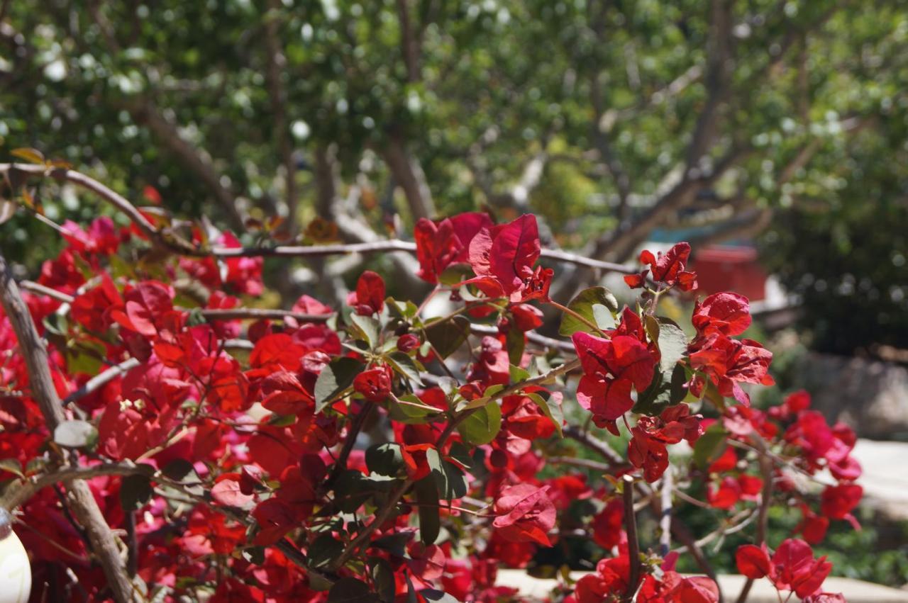 Les Jardins De Santa Giulia - Charmante Chambre D'Hote Porto Vecchio Exterior foto